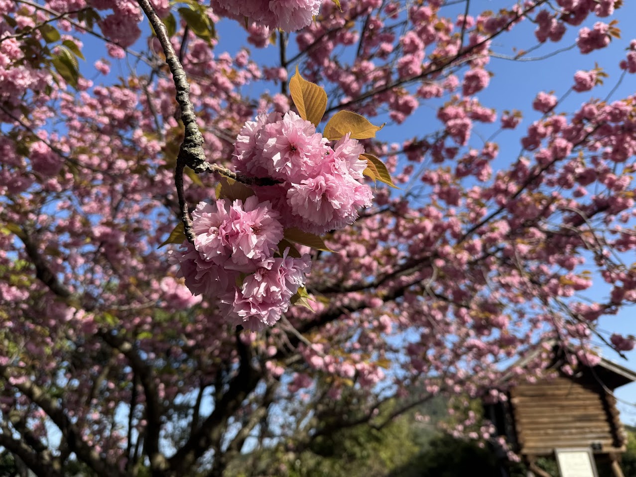 佐津海岸魚見台の八重桜
