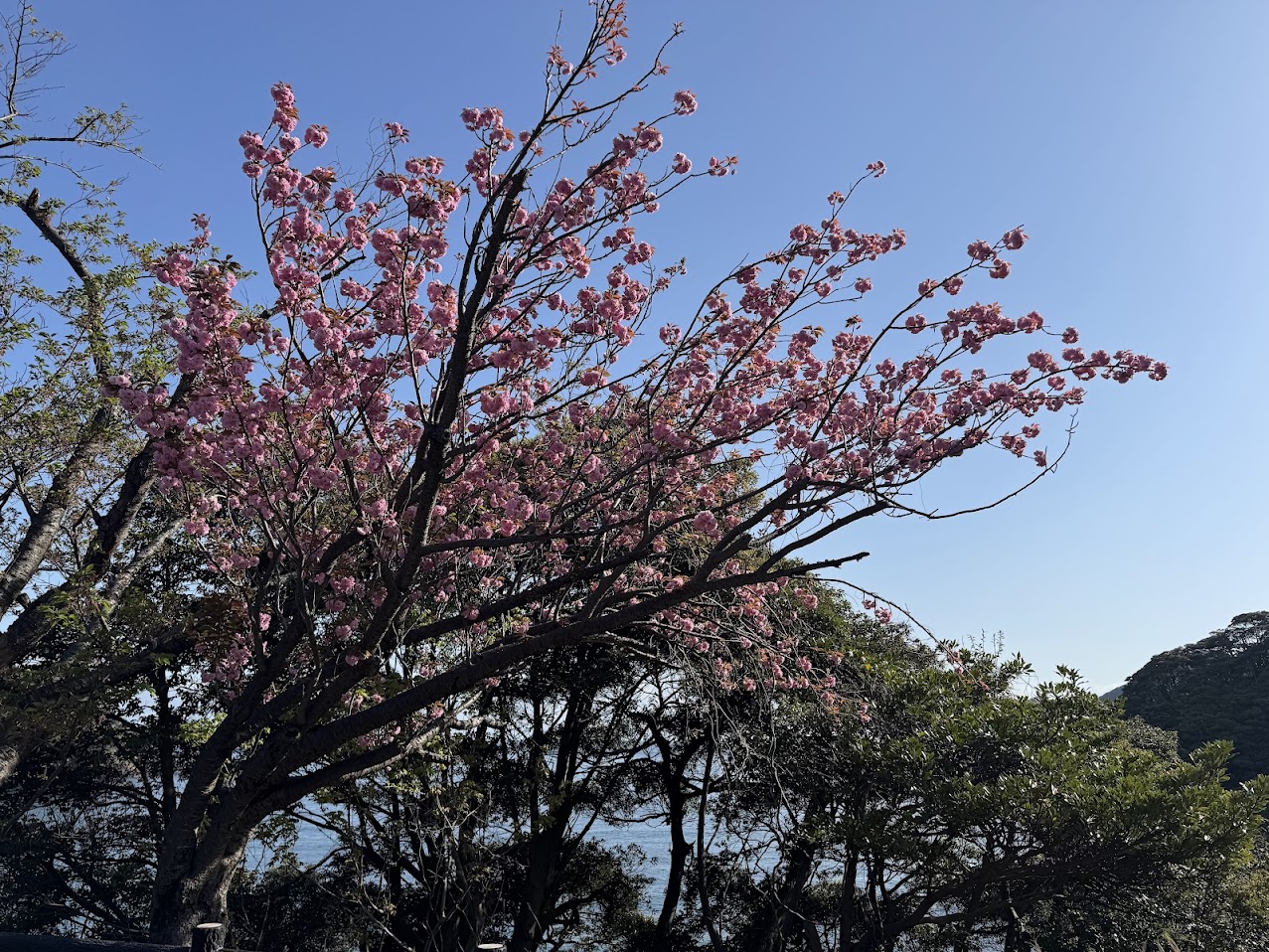 佐津海岸魚見台の八重桜