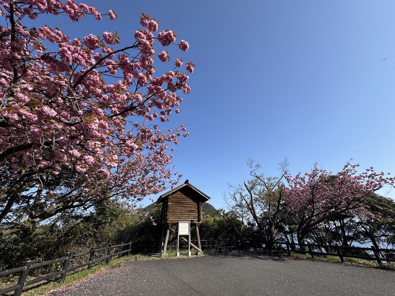 佐津海岸魚見台の八重桜