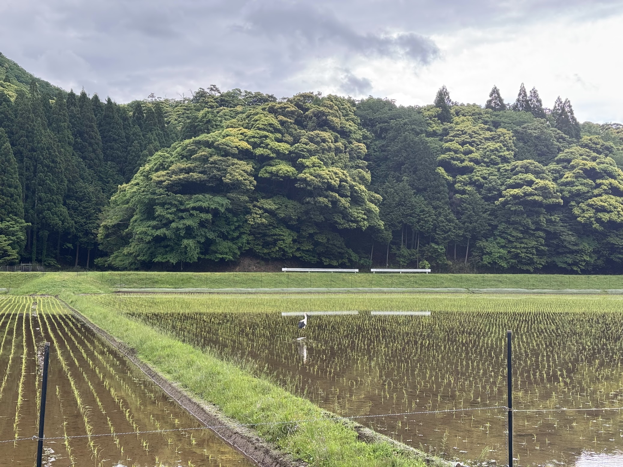 佐津谷の水田にやってきたコウノトリ