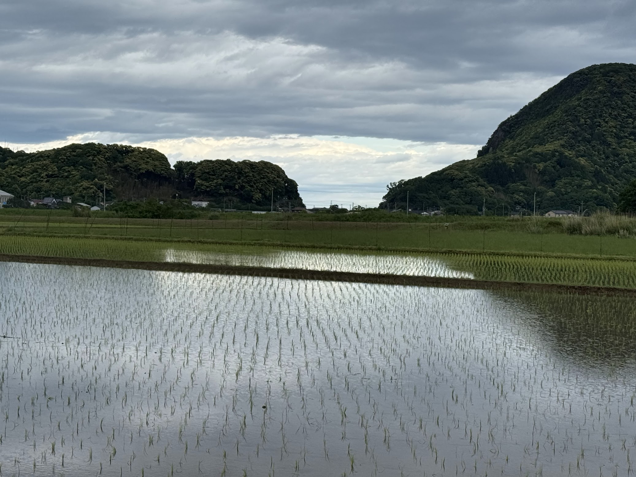 田植えが始まりました!