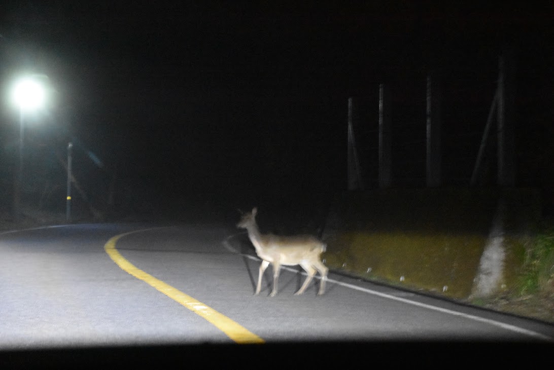 夜間の鹿の飛び出しに注意