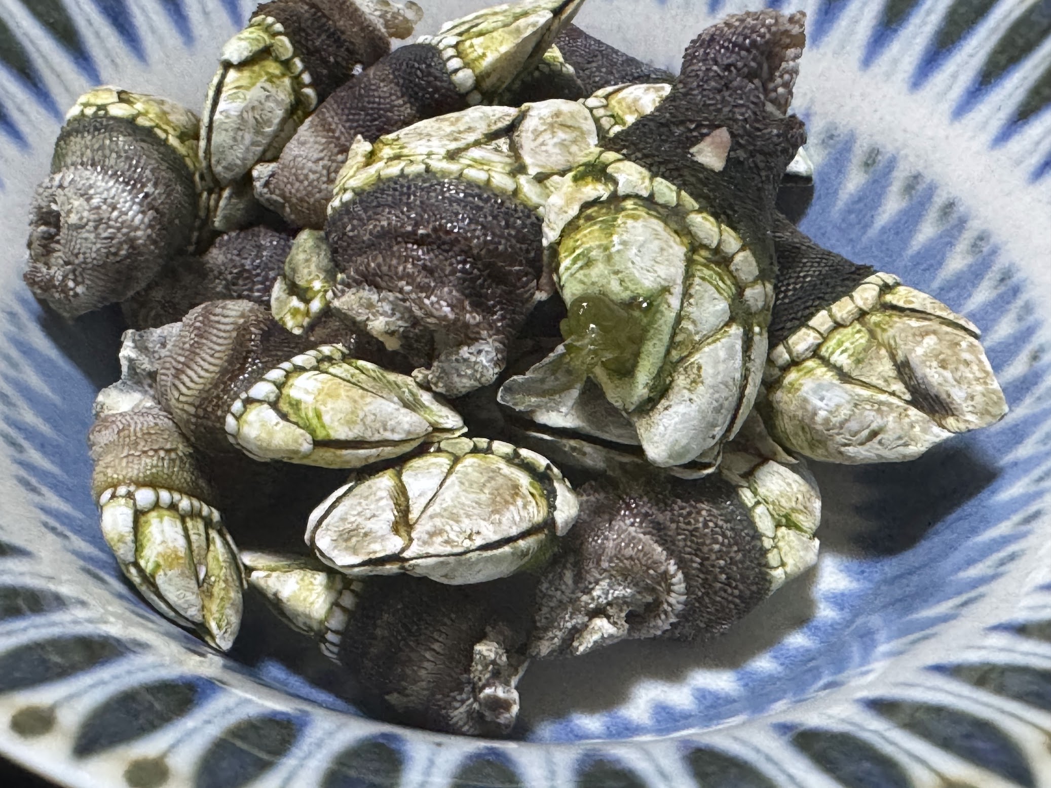 夏の磯物の代表格の一品「カメノテ」