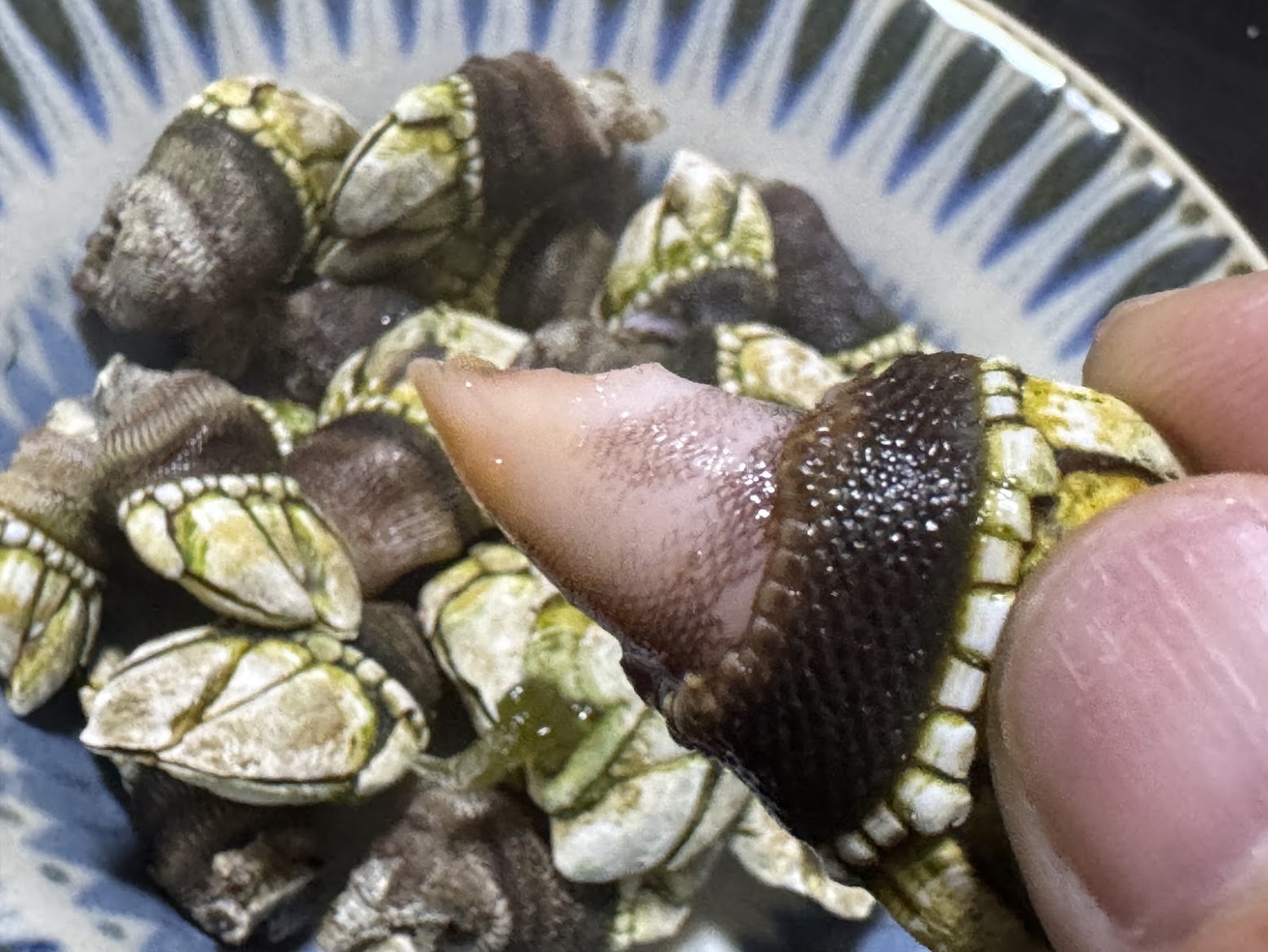 カメノテのピンク色の部分