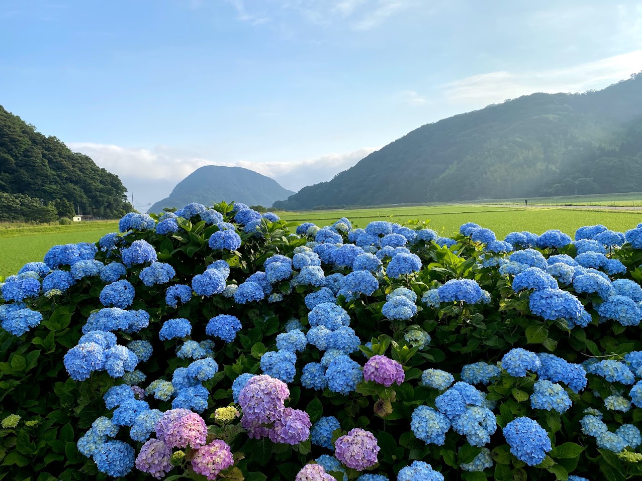 紫陽花(あじさい)