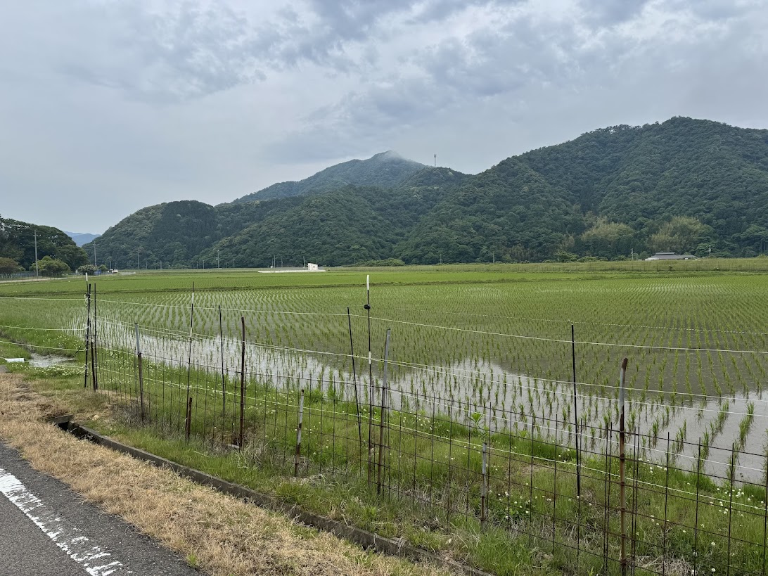 田んぼに柵がされているのもよく見る光景に
