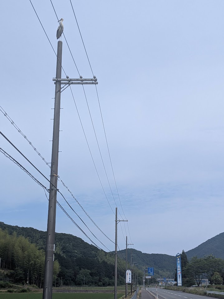 佐津インター南側の電柱にいたコウノトリ