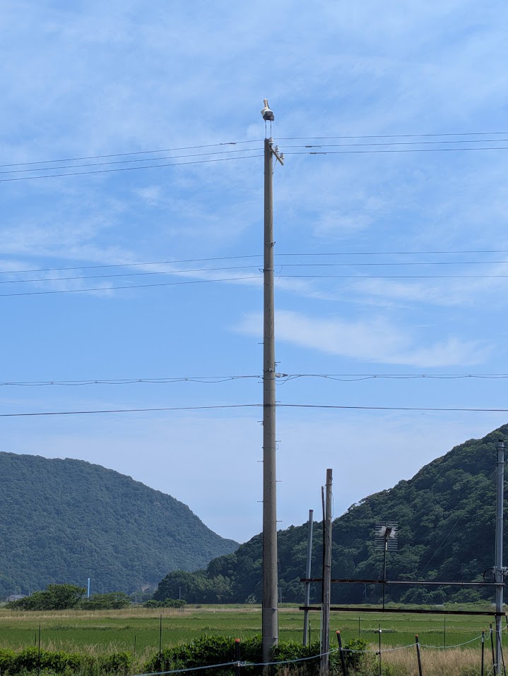 米地へ向かう町道の電柱にいたコウノトリ