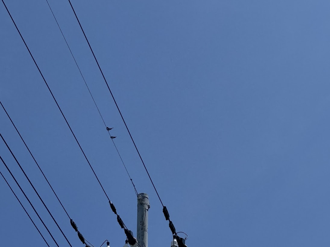 電線に留まっている燕に注目!!