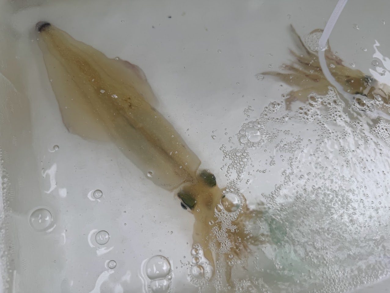 活イカ