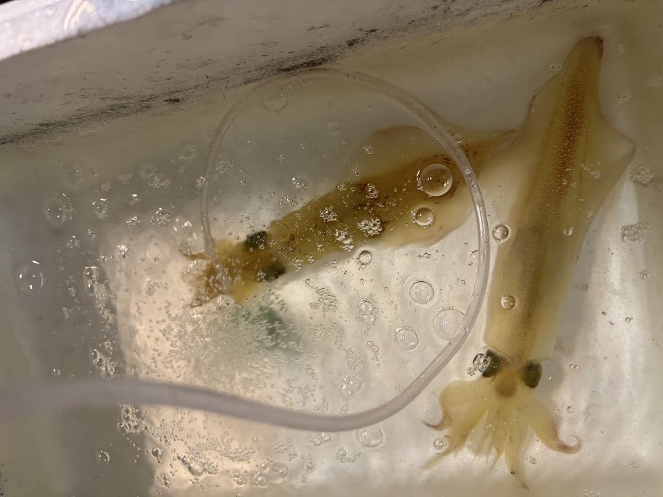 夏の香住の名物料理「活イカ」