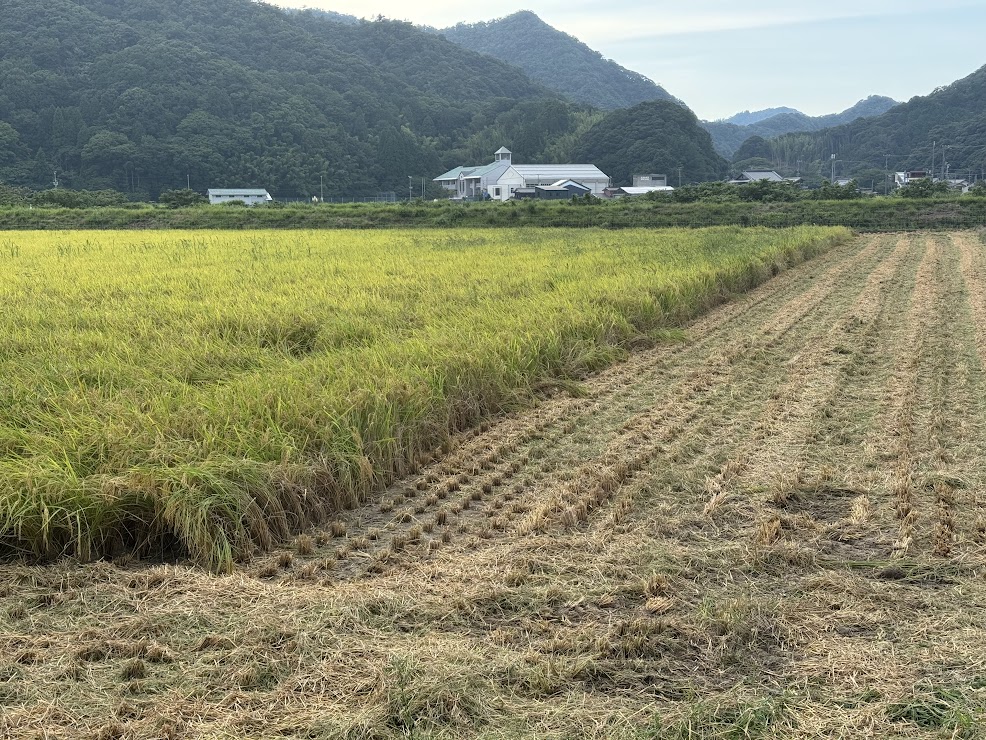 佐津谷の田んぼより