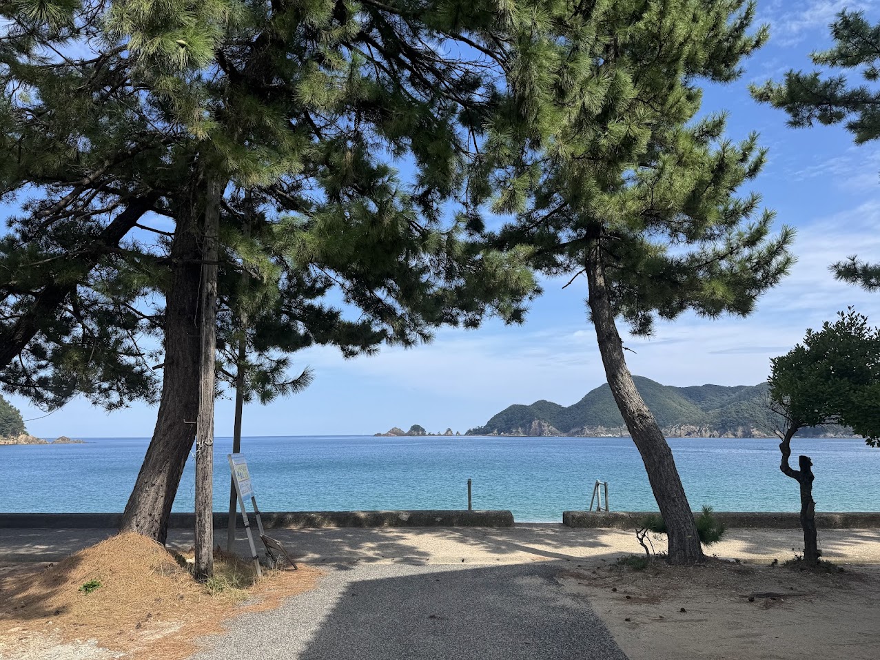 佐津海水浴場と黒松