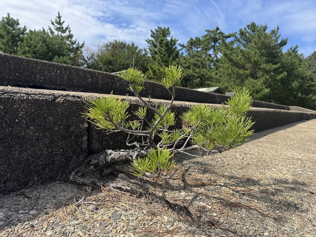 佐津海水浴場の根性松