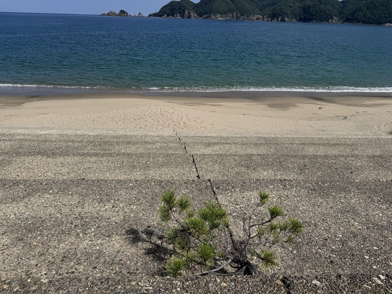 根性松と貝殻島