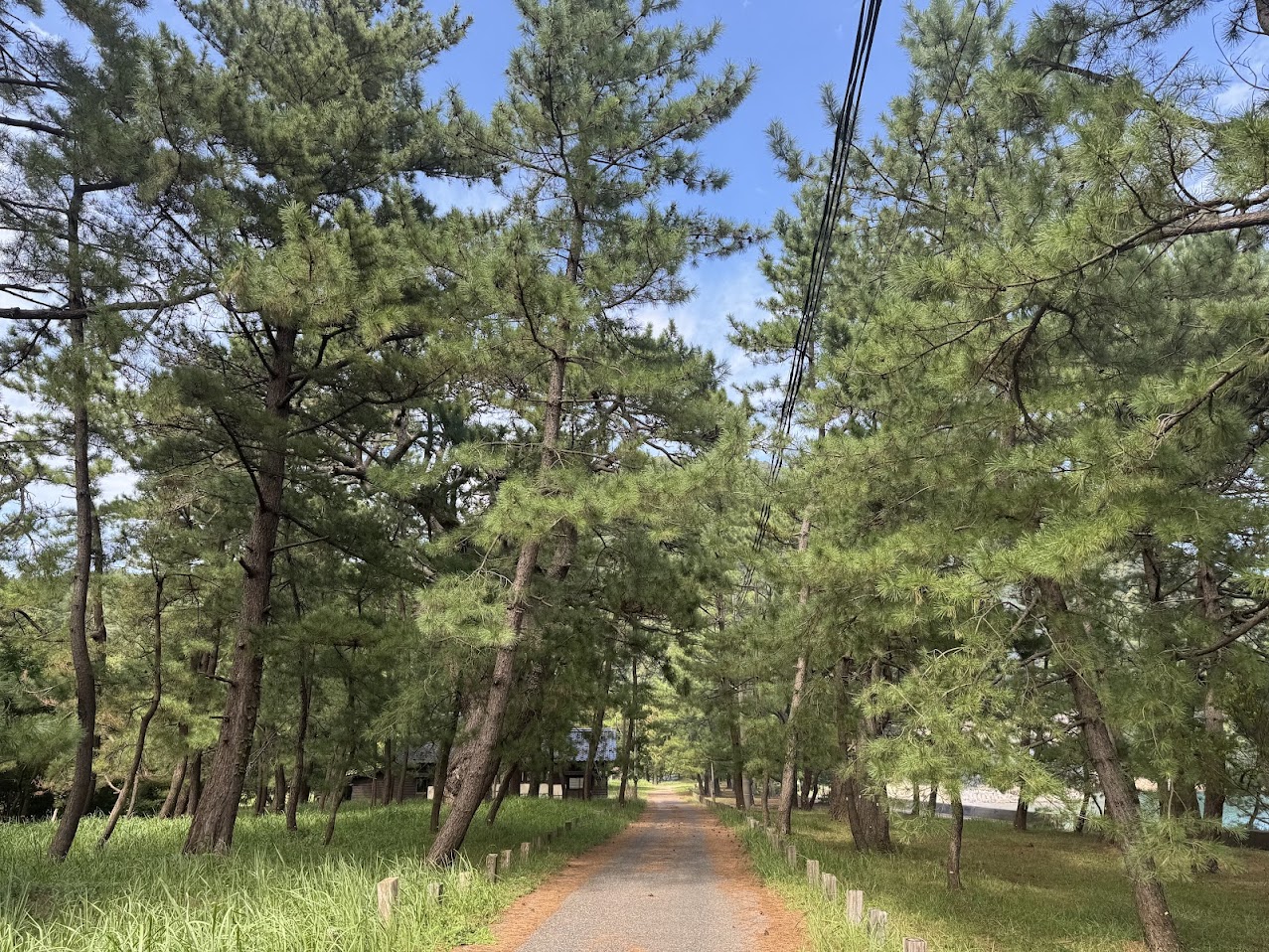 佐津浜西側の黒松林