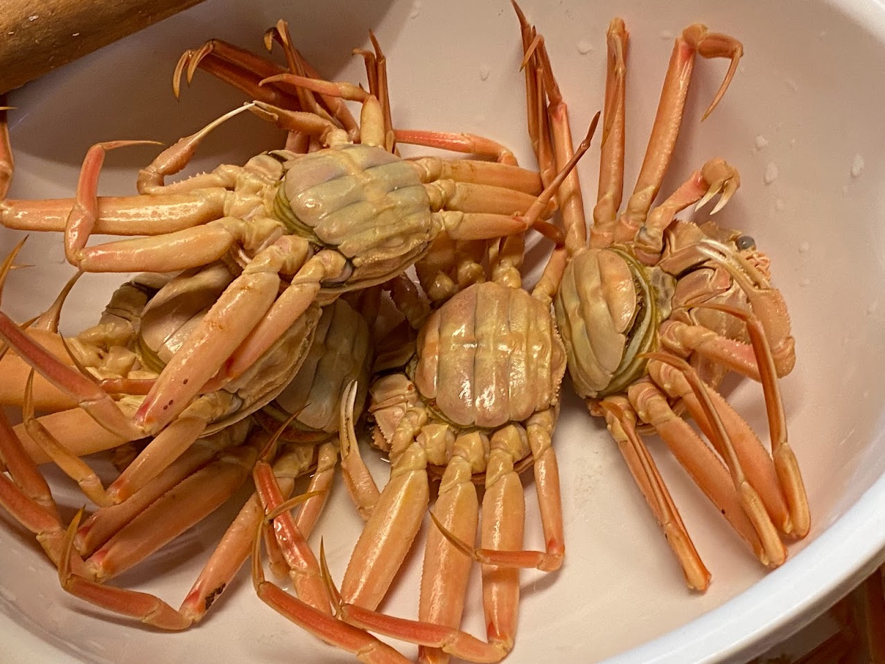 セコガニ（ズワイガニのメス）