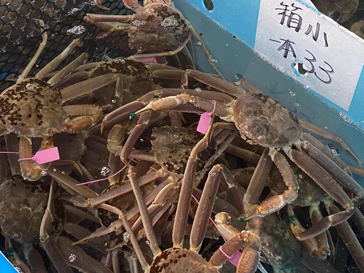 松葉ガニ(柴山がに箱ガニ小)