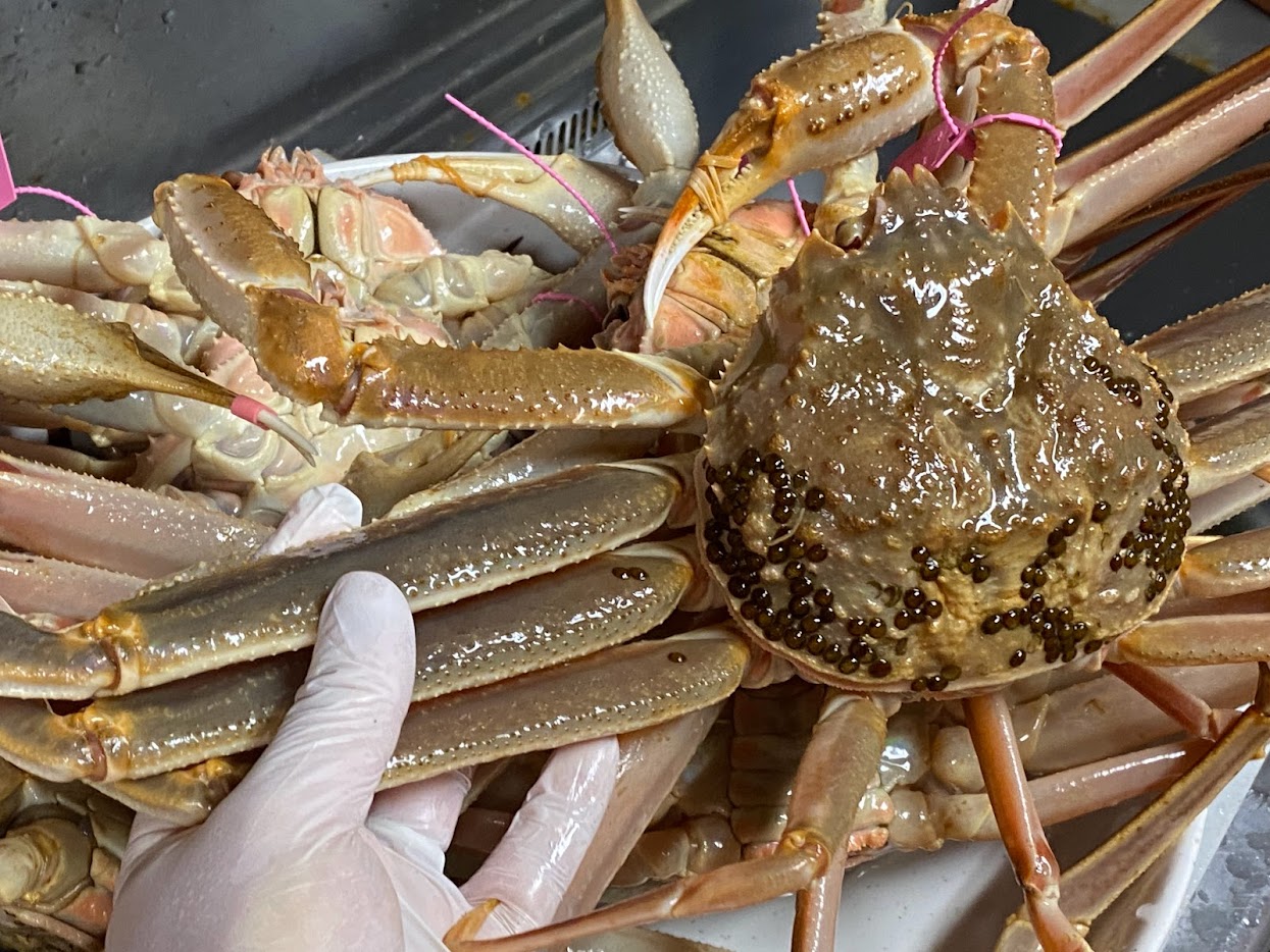 甲羅についているカニビルの卵について