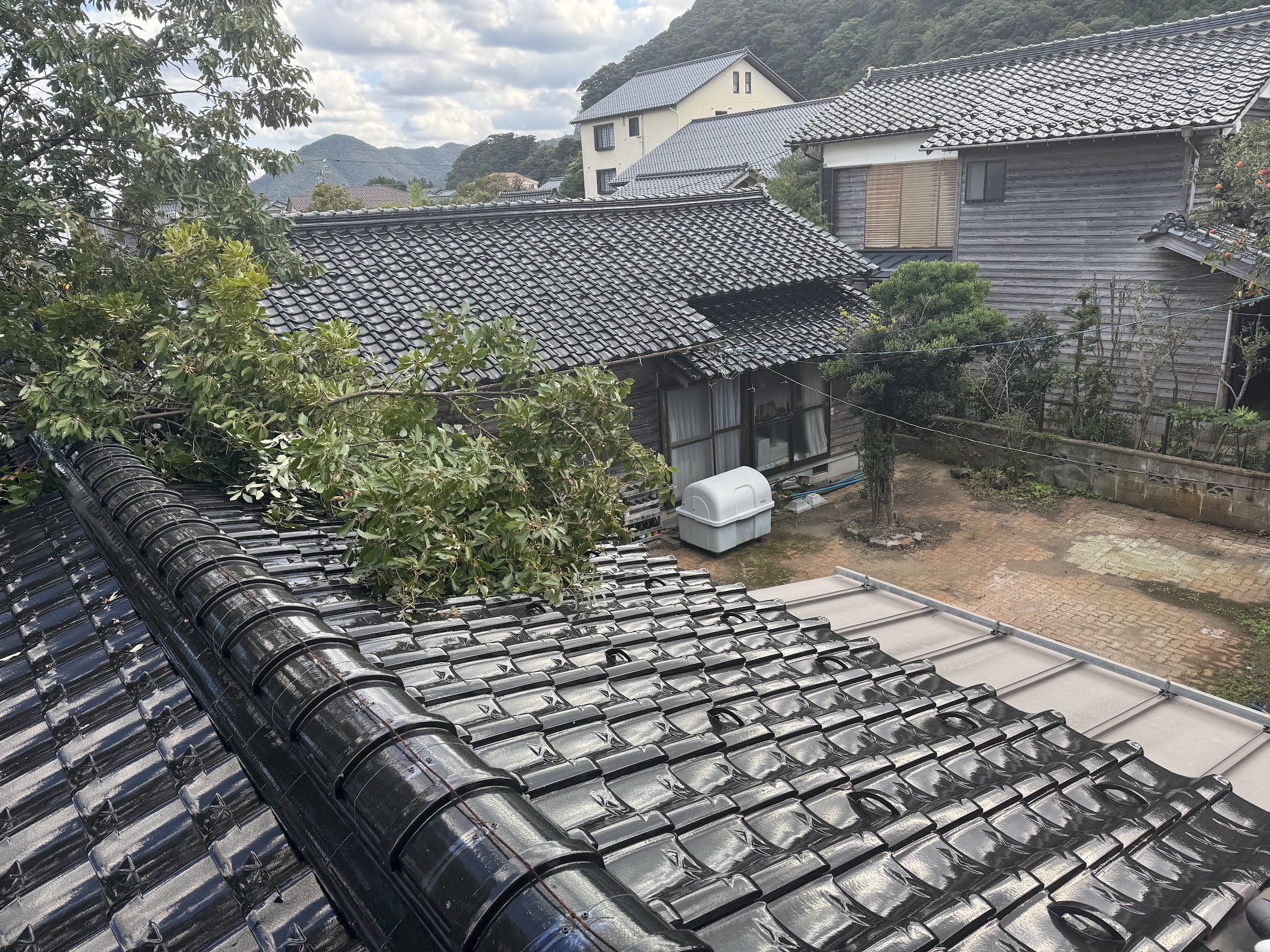 どんぐりの木の剪定