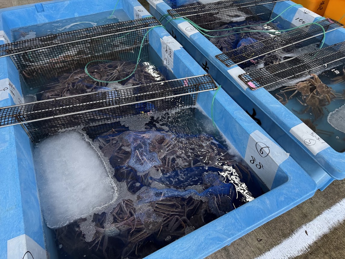 柴山港競りでのセコガニ