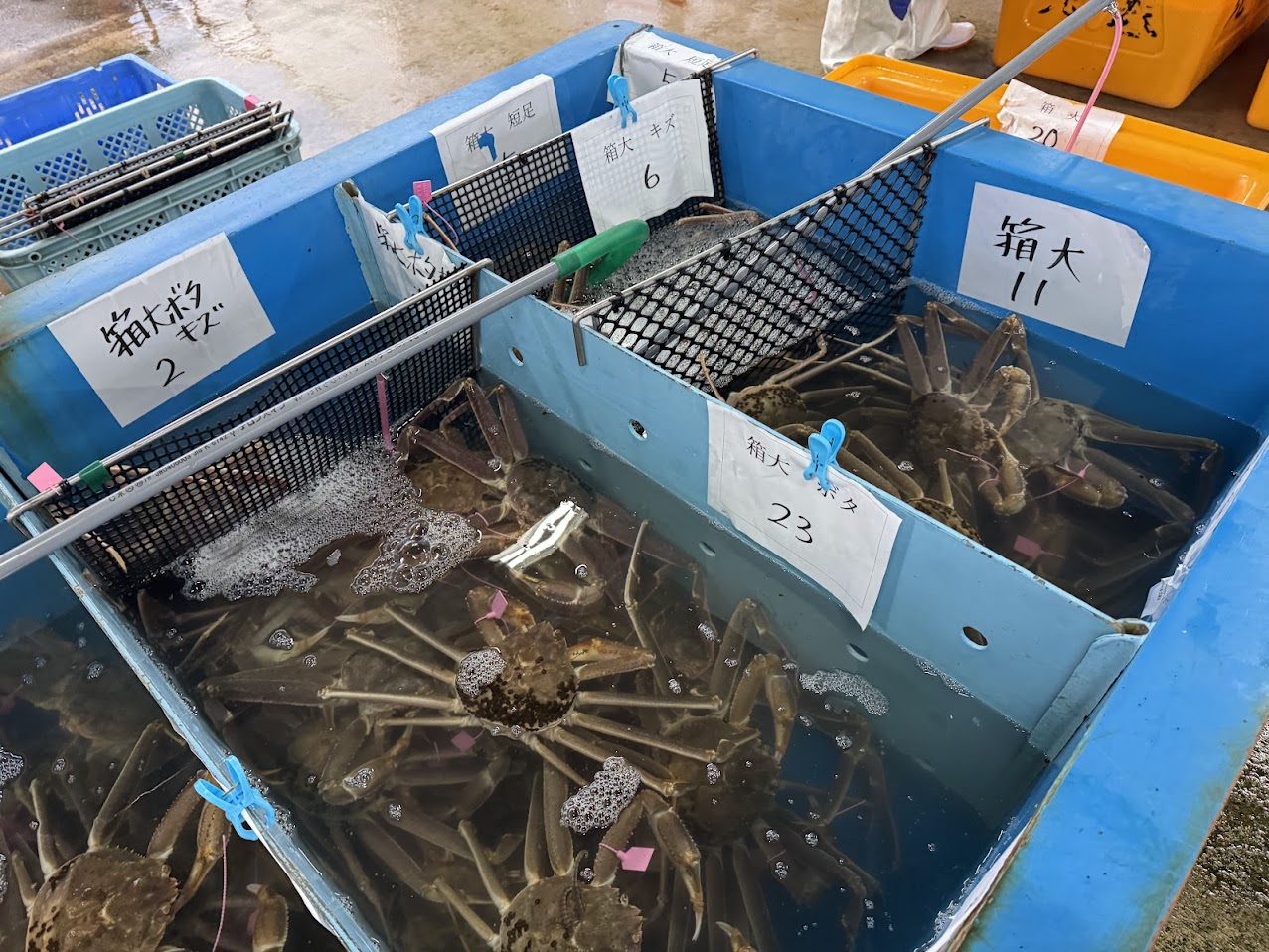 柴山がに（箱がにクラス）