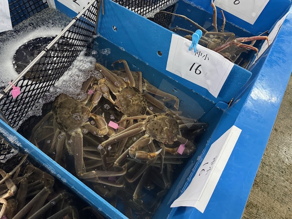 選別日本一「柴山ガニ」