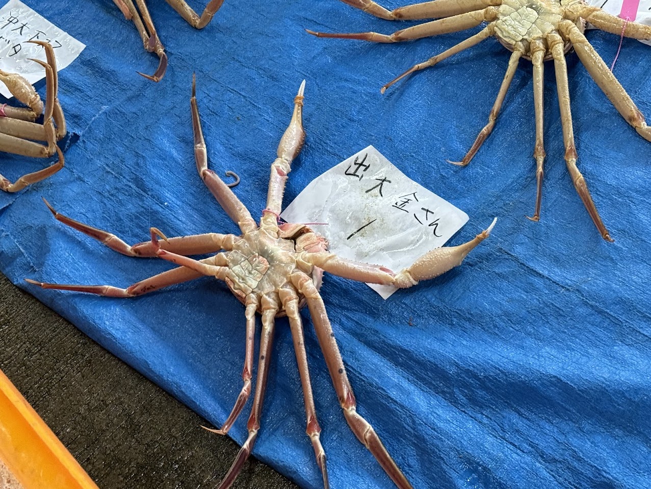 柴山がにの選別名「金さん」