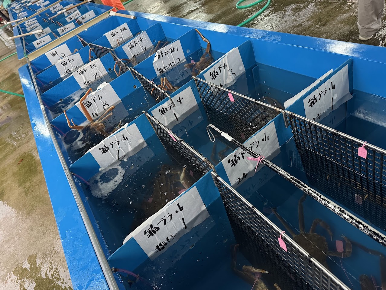 箱がににおけるランク名称