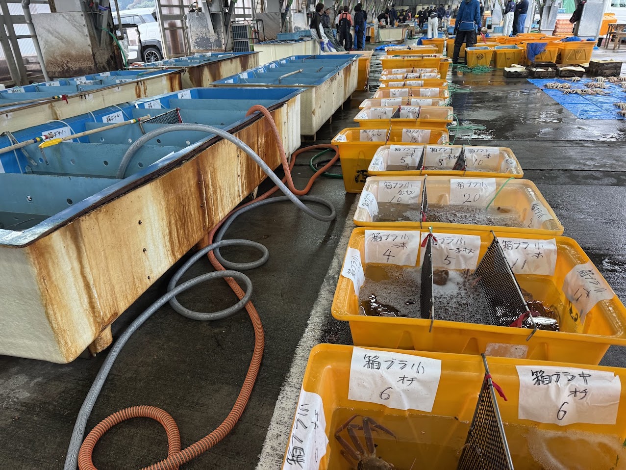 柴山港の松葉ガニの選別