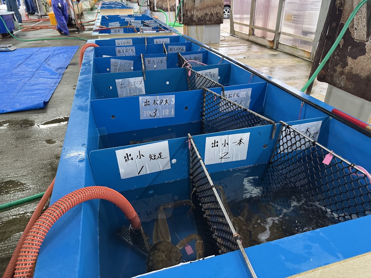 出がににおけるランク名称