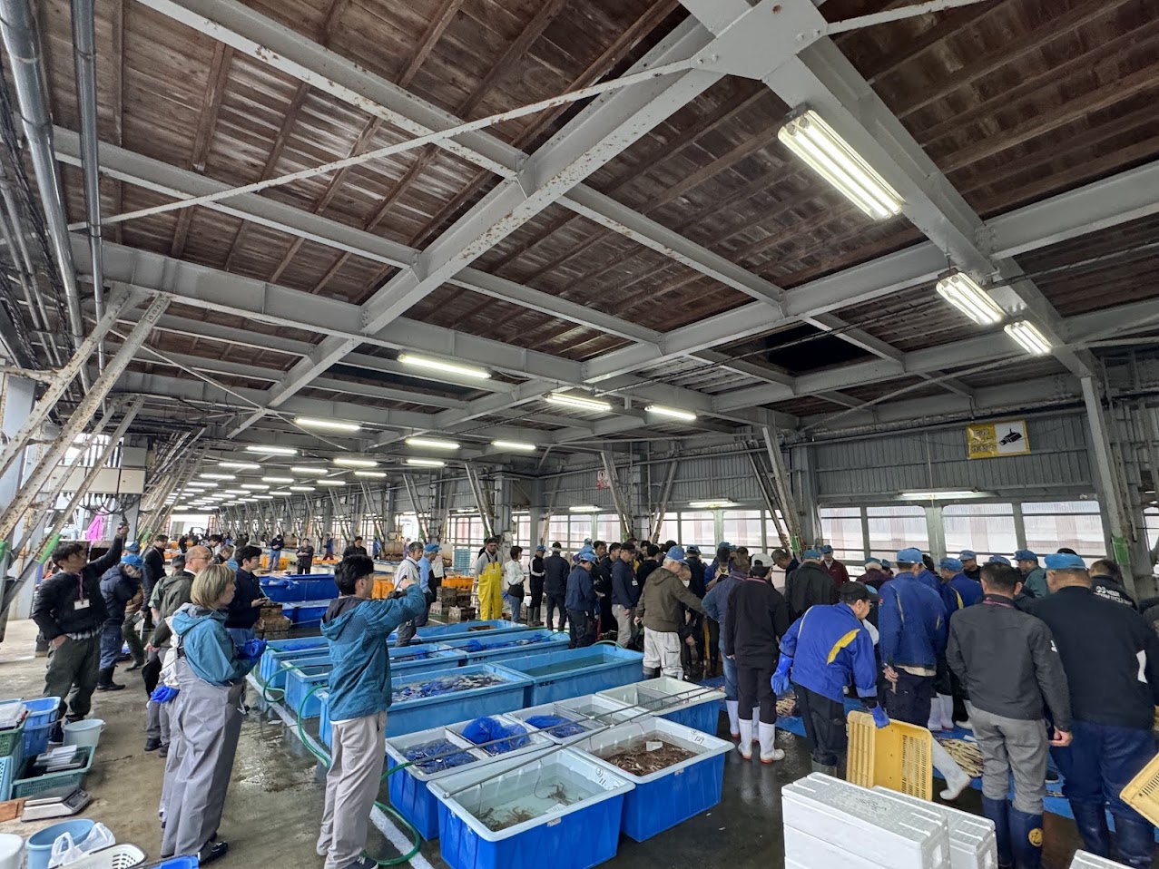 柴山港松葉ガニの競り風景