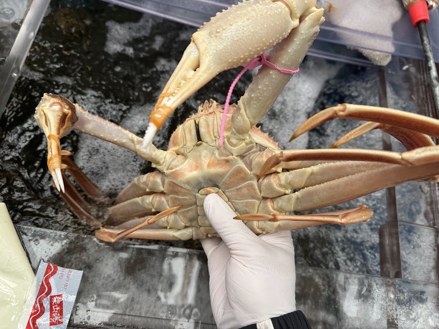 柴山がに（大）