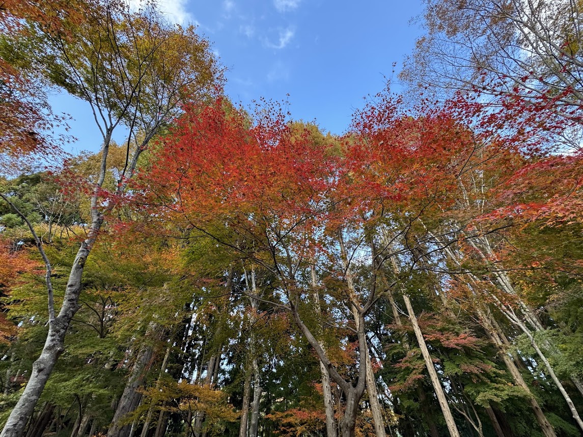 神鍋高原の紅葉