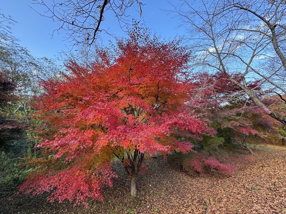 神鍋高原にて紅葉