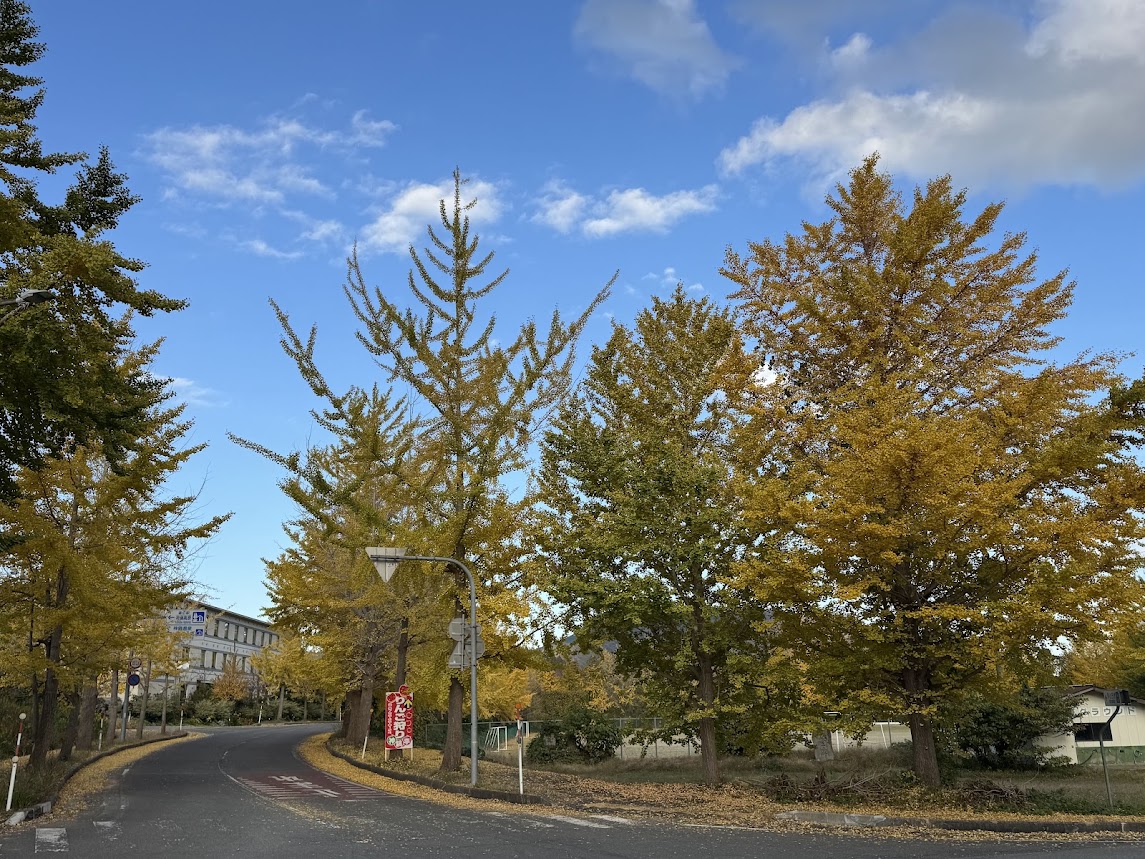 神鍋高原の銀杏並木