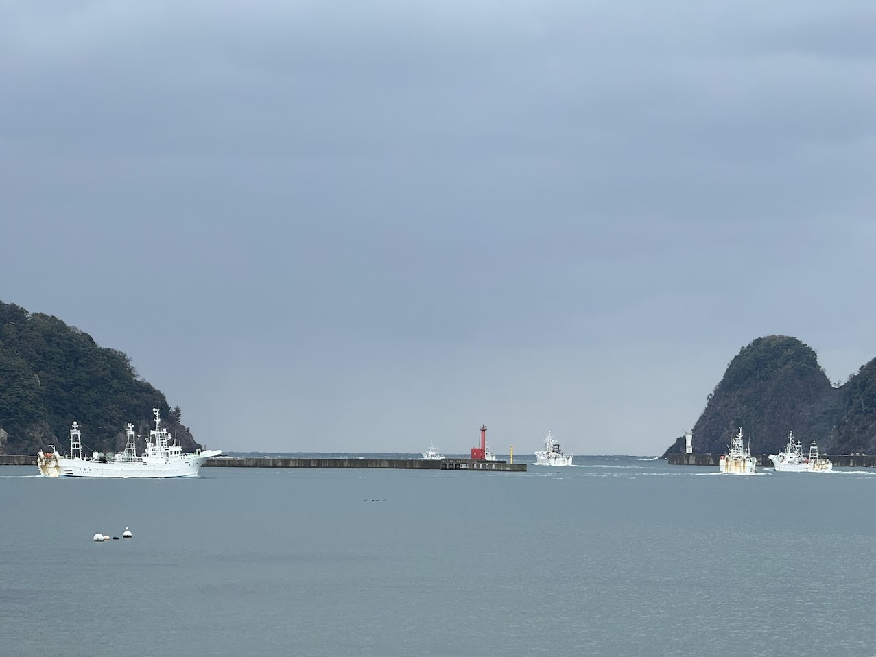 柴山港にて松葉ガニ漁船出港の様子（R6.11.5.）