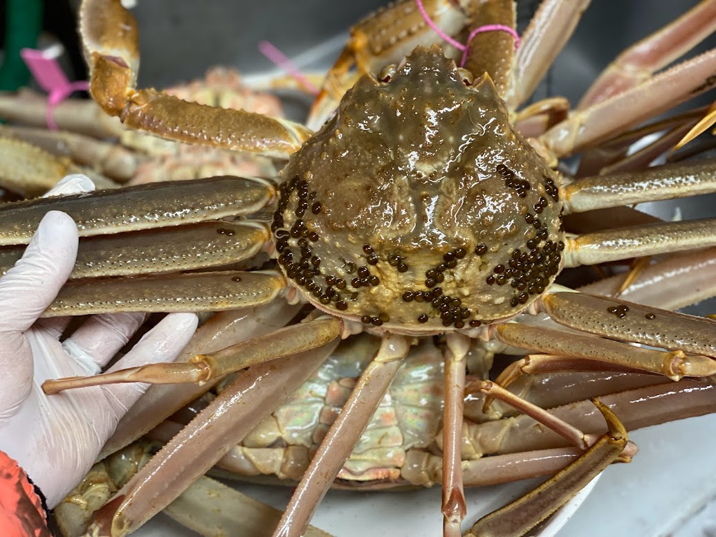 柴山がに（大）