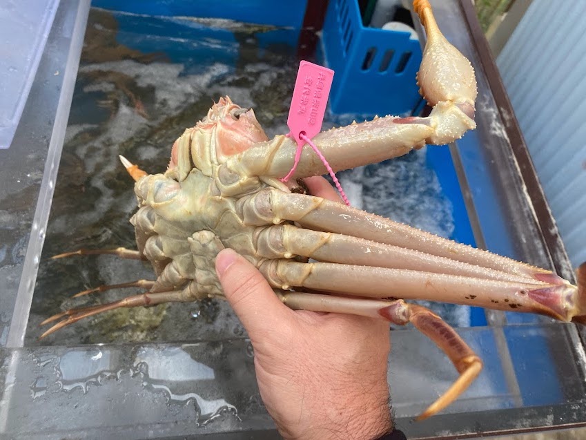 かどやカニ専用生簀