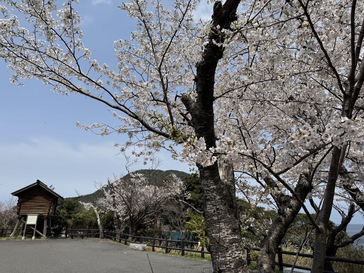 令和8年4月8日ピーク時の桜(魚見台)
