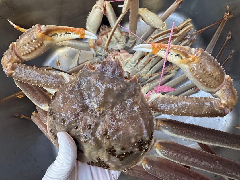 特選プラン用の活柴山がに（大）