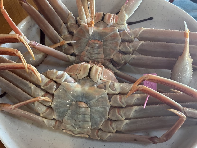 柴山がに（大）