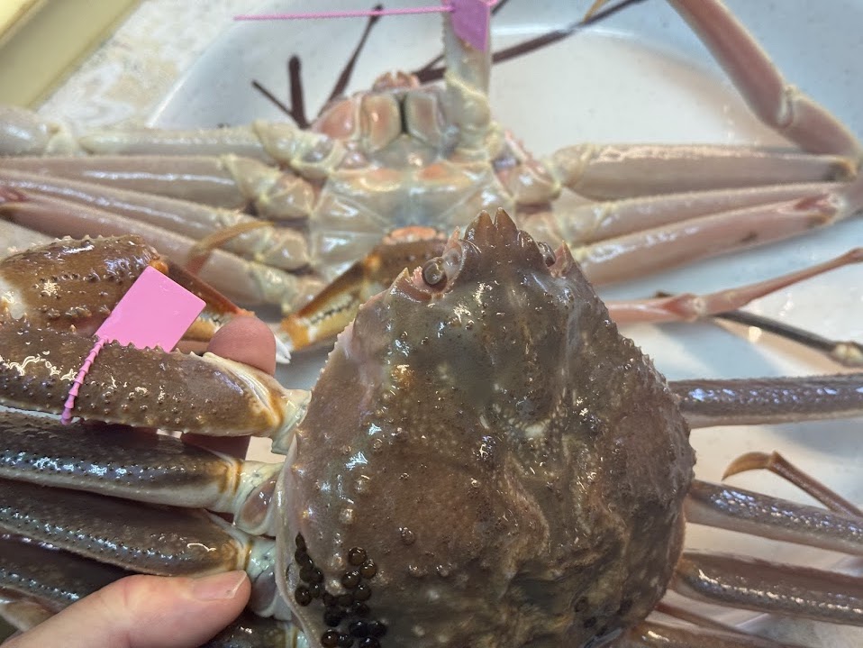 柴山がに（大）