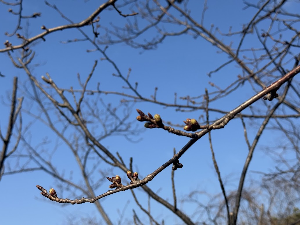 魚見台の桜の蕾、令和８年３月２３日午後4時ごろ撮影