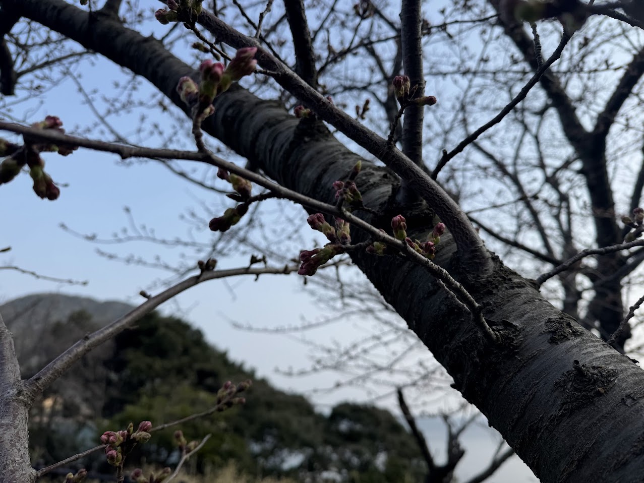 佐津海岸魚見台にてR8.3.28.朝桜の蕾の様子