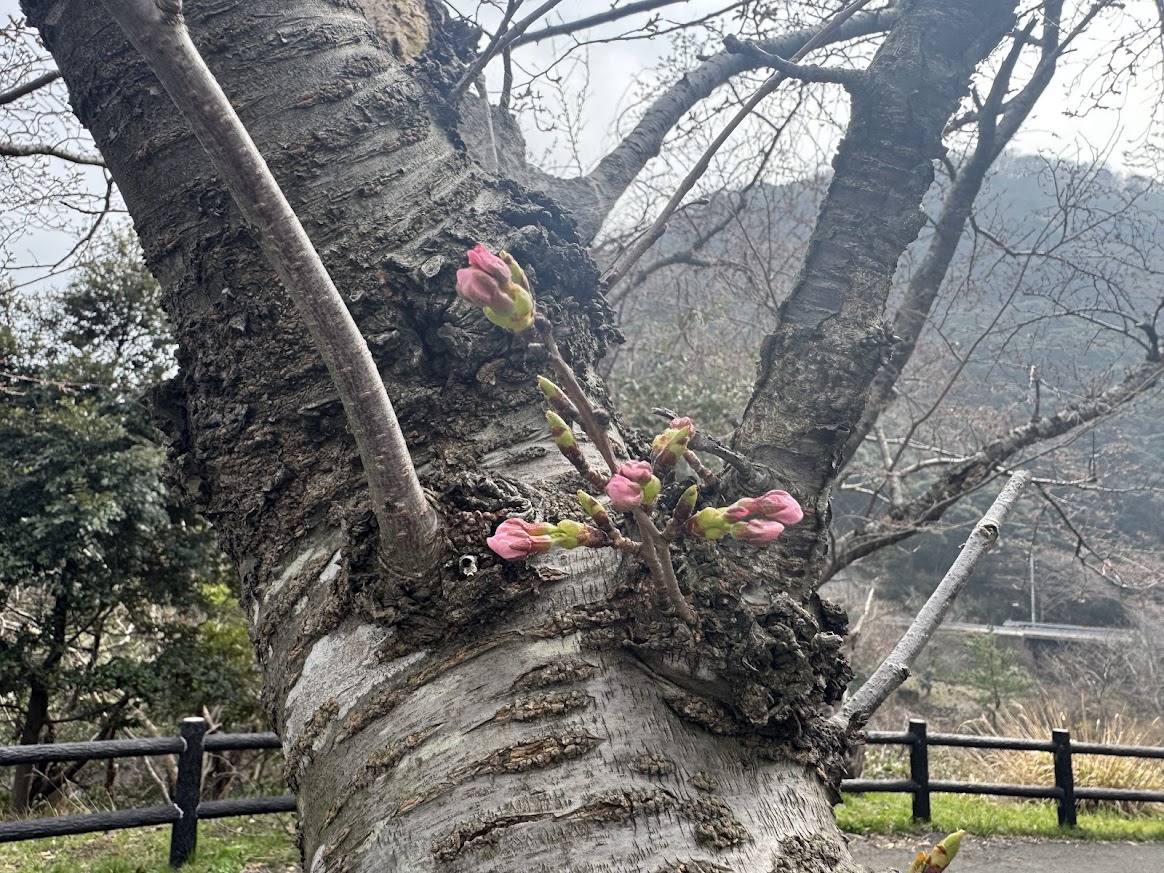 佐津海岸魚見台にてR8.3.29.10時半桜の蕾の様子