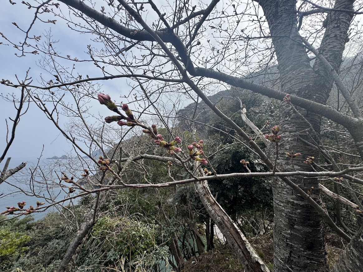 佐津海岸魚見台にてR8.3.29.10時半桜の蕾の様子