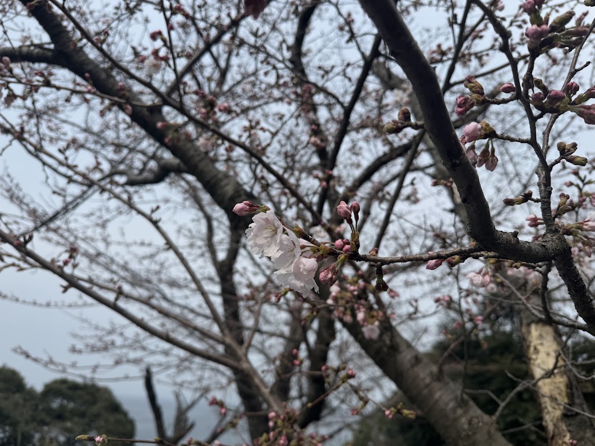 佐津海岸魚見台にてR8.3.30.14時半桜の様子
