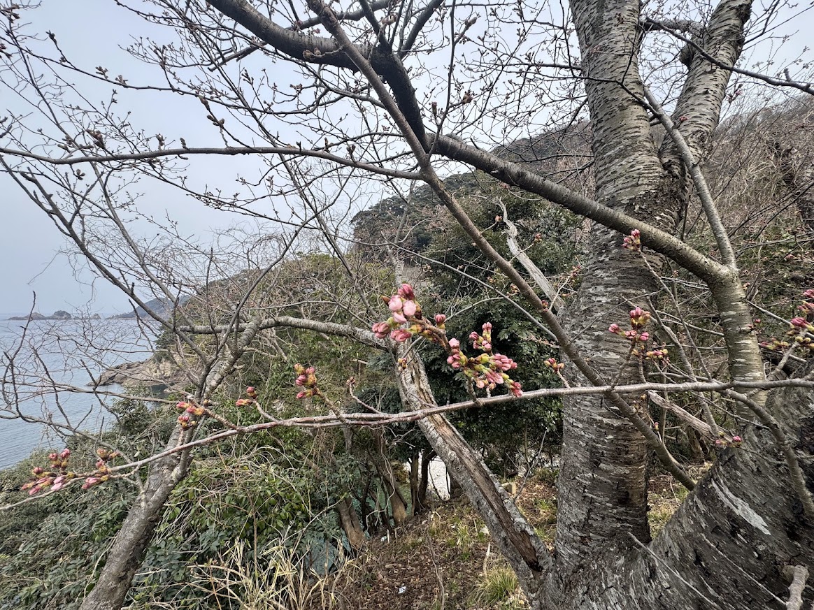 佐津海岸魚見台にてR8.3.30.14時半桜の蕾の様子