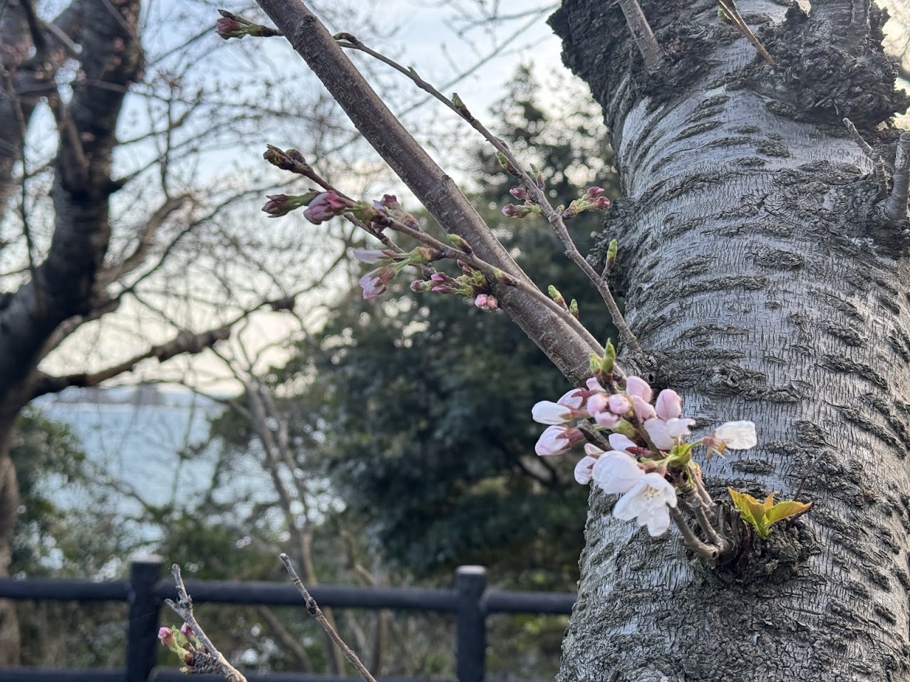佐津海岸魚見台にて開花したばかりの頃の桜（R7.3.29.撮影）